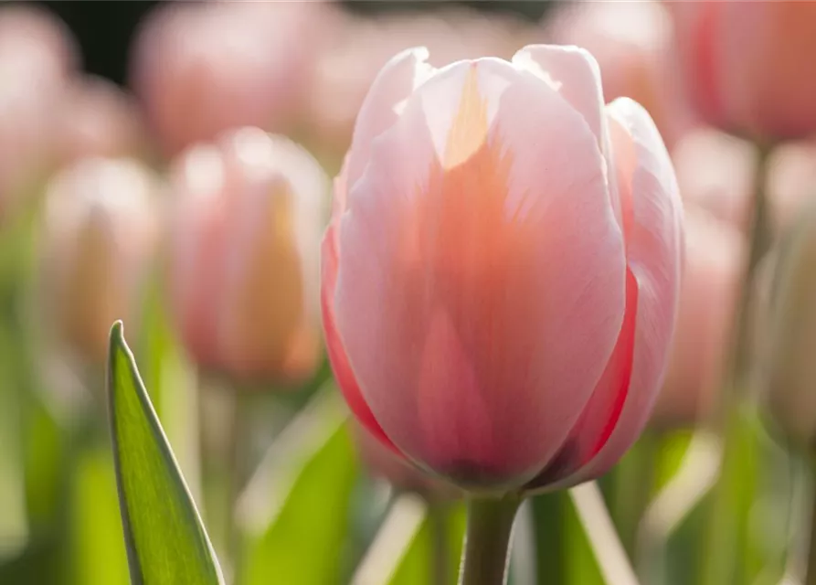 Tulpe 'Mystic van Eijk'