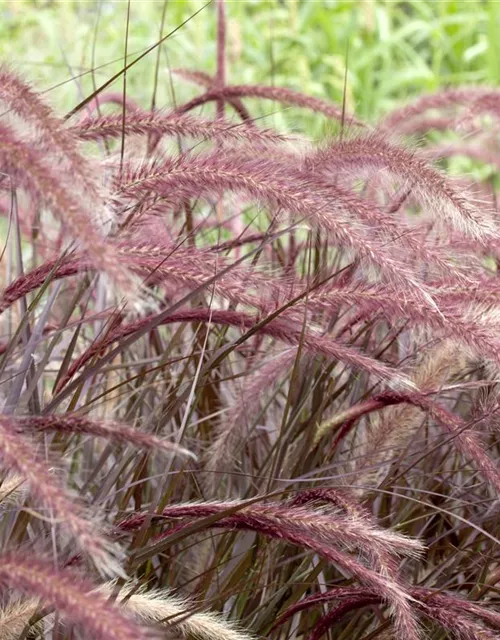 Pennisetum setaceum 'Rubrum'