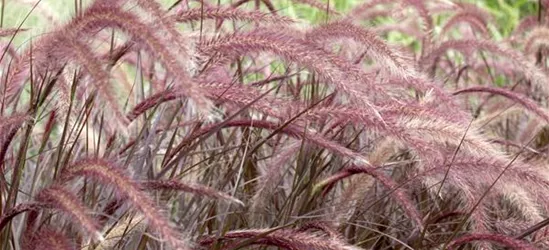 Pennisetum setaceum 'Rubrum'