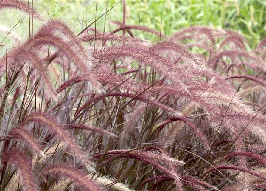 Pennisetum setaceum 'Rubrum'