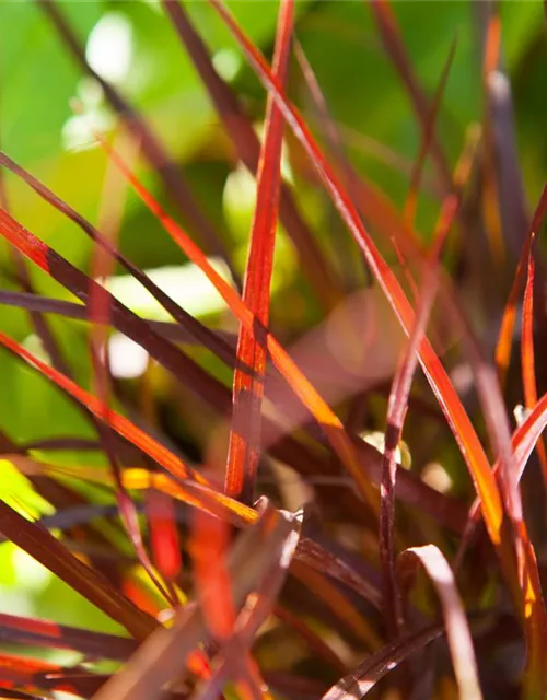 Pennisetum setaceum 'Rubrum'