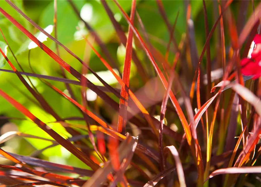 Pennisetum setaceum 'Rubrum'