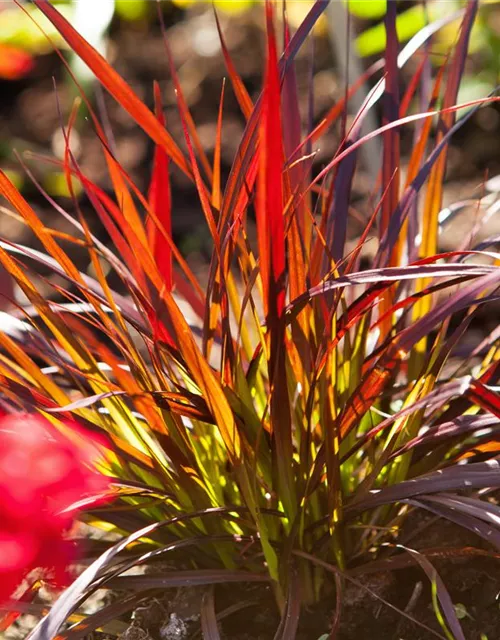 Pennisetum setaceum 'Rubrum'