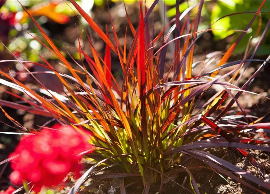 Pennisetum setaceum 'Rubrum'