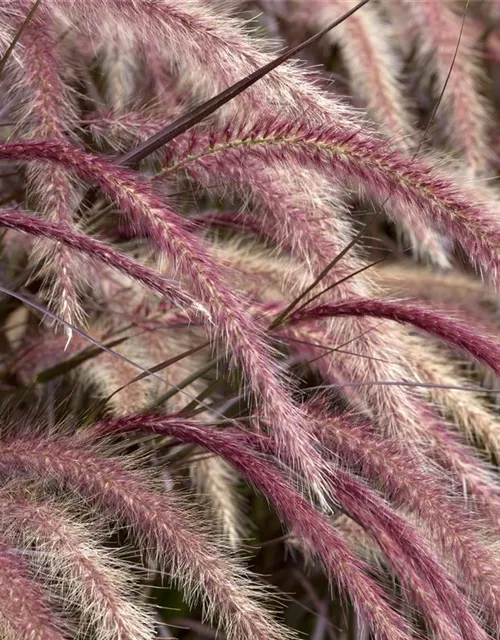 Pennisetum setaceum 'Rubrum'