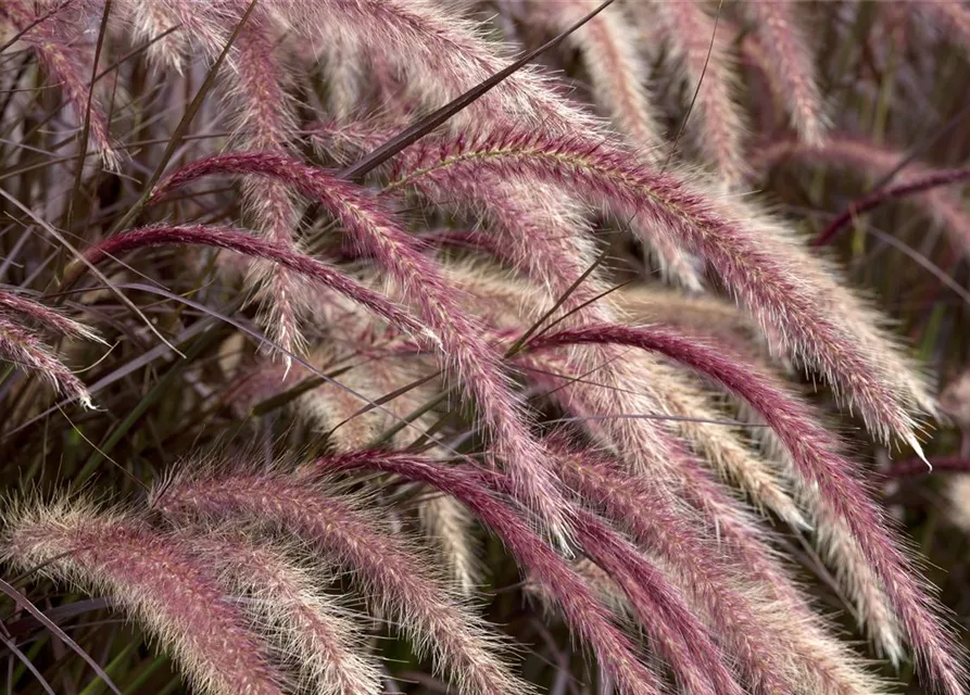 Pennisetum setaceum 'Rubrum'