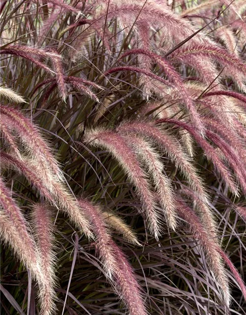 Pennisetum setaceum 'Rubrum'