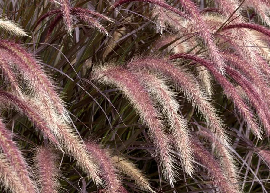 Pennisetum setaceum 'Rubrum'