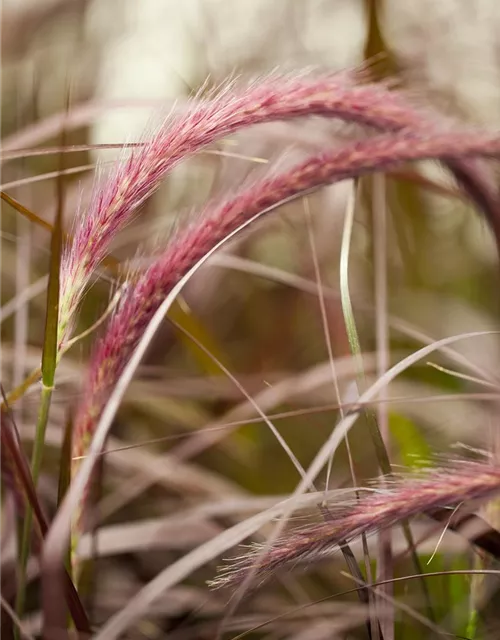 Pennisetum setaceum 'Rubrum'