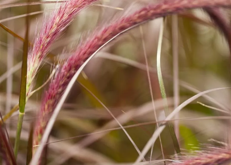 Pennisetum setaceum 'Rubrum'