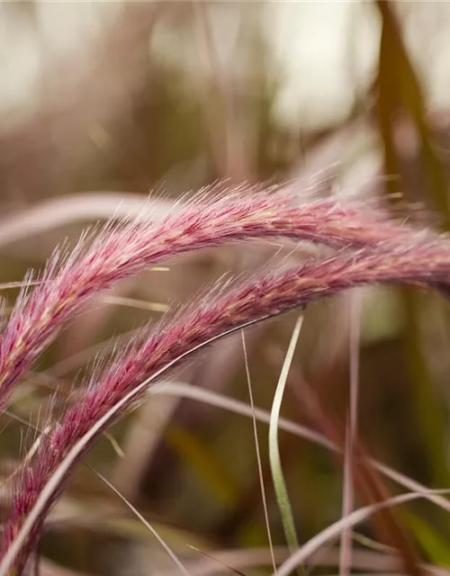 Pennisetum setaceum 'Rubrum'