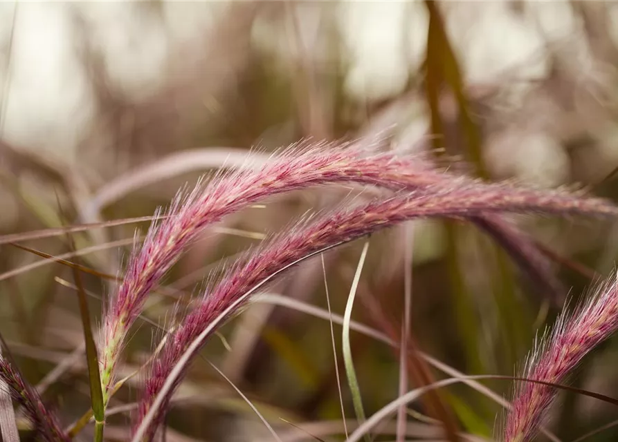 Pennisetum setaceum 'Rubrum'