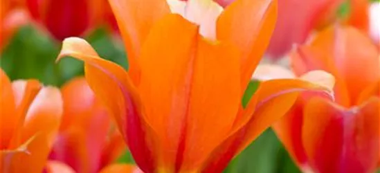 Tulpe 'Orange van Eijk'