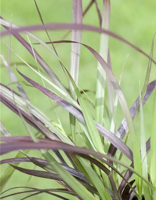 Pennisetum setaceum 'Rubrum'