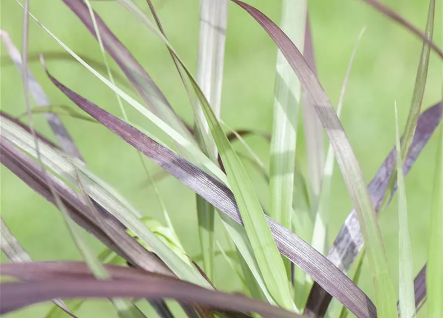 Pennisetum setaceum 'Rubrum'