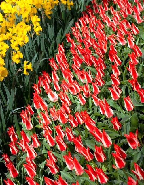 Tulpe 'Pinocchio'