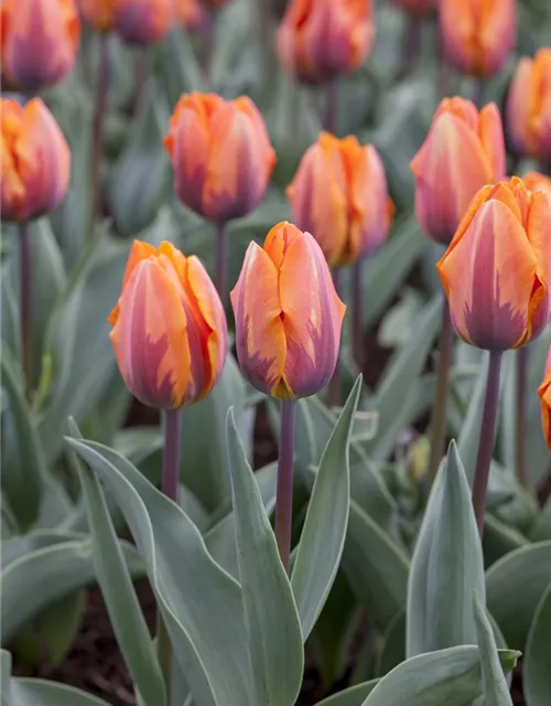 Tulpe 'Prinses Irene' 