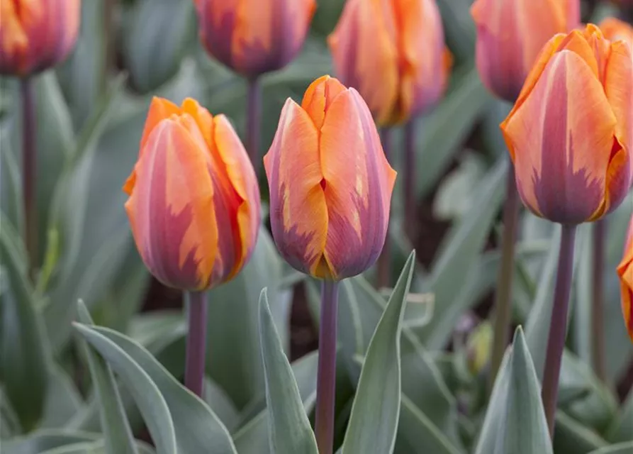 Tulpe 'Prinses Irene' 