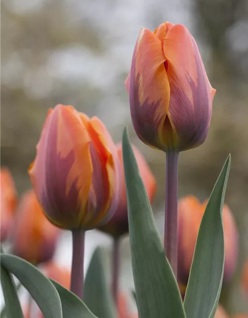 Tulpe 'Prinses Irene' 