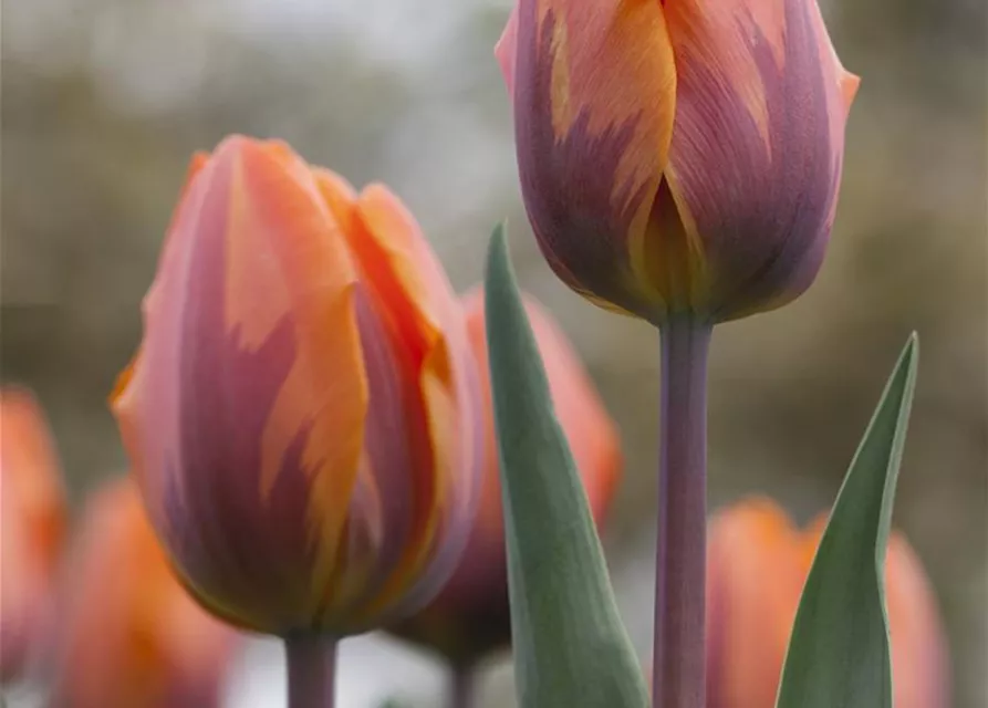 Tulpe 'Prinses Irene' 