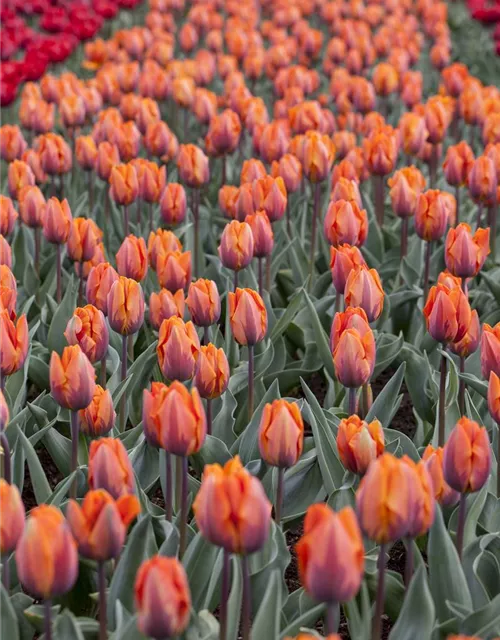 Tulpe 'Prinses Irene' 