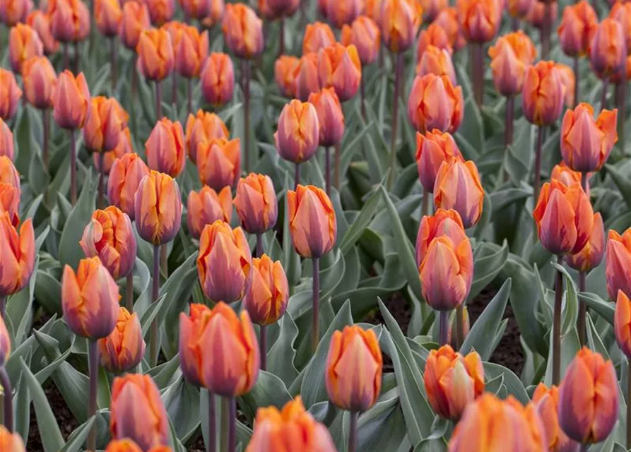 Tulpe 'Prinses Irene' 