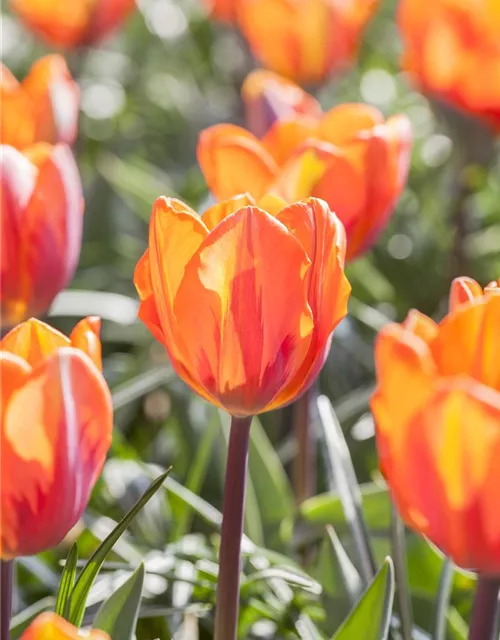 Tulpe 'Prinses Irene' 