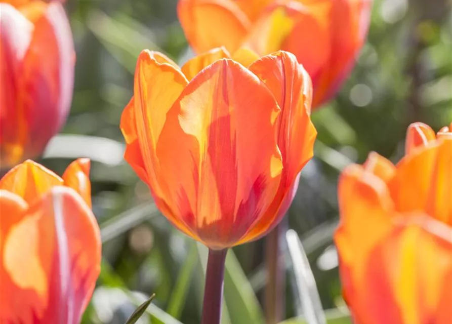 Tulpe 'Prinses Irene' 