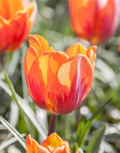 Tulpe 'Prinses Irene' 