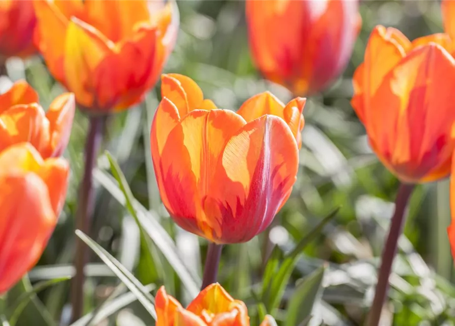 Tulpe 'Prinses Irene' 