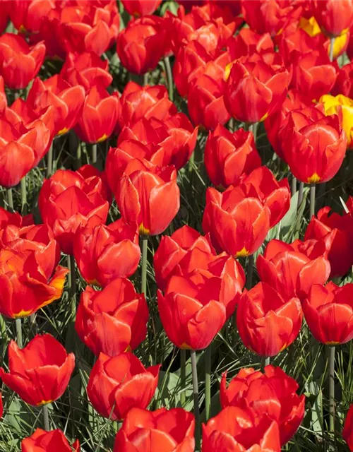 Tulpe 'Red Paradise'