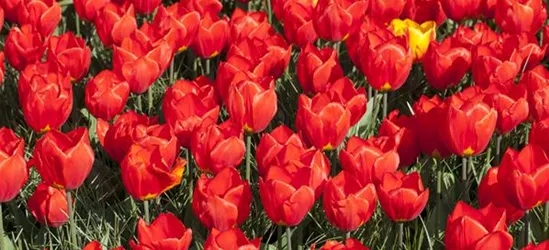 Tulpe 'Red Paradise'