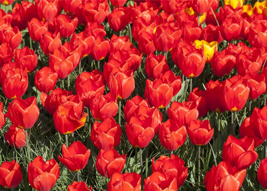 Tulpe 'Red Paradise'