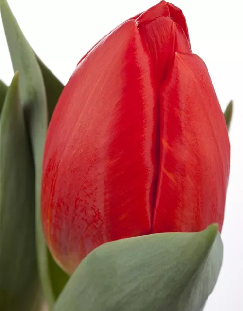 Tulpe 'Red Paradise'