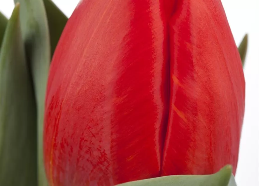 Tulpe 'Red Paradise'