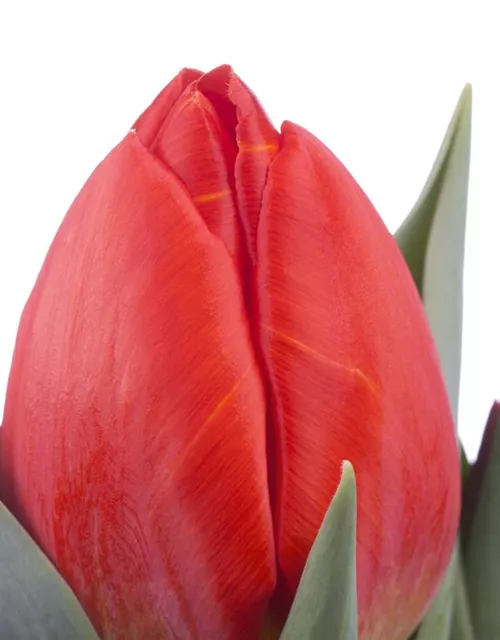 Tulpe 'Red Paradise'