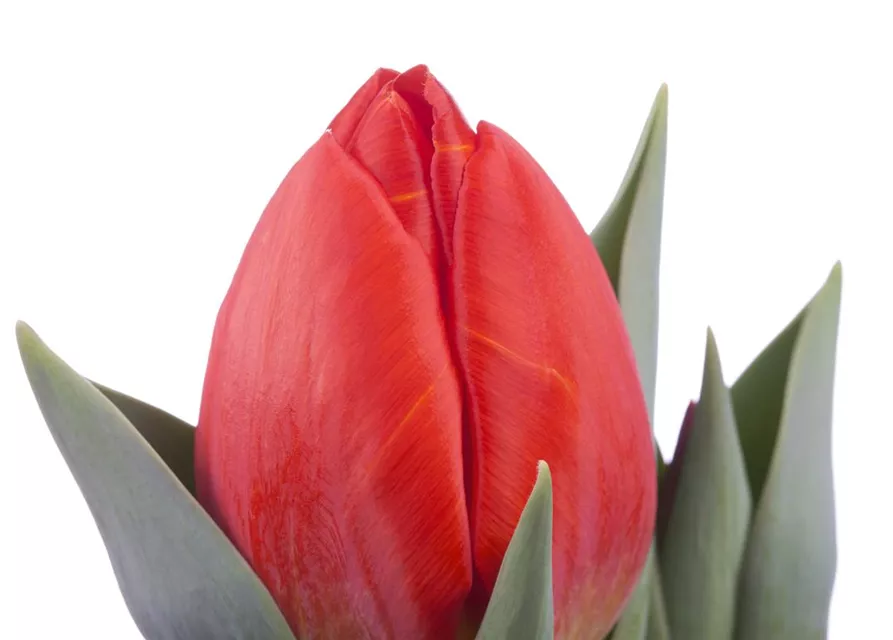 Tulpe 'Red Paradise'