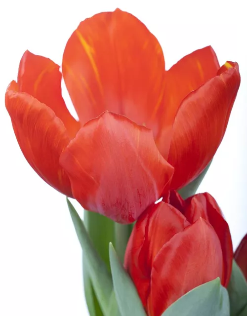 Tulpe 'Red Paradise'