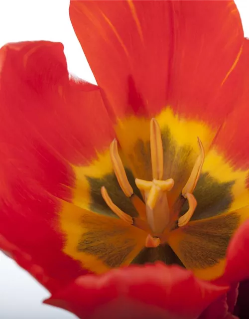 Tulpe 'Red Paradise'