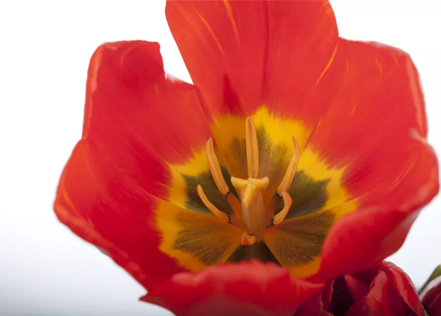 Tulpe 'Red Paradise'