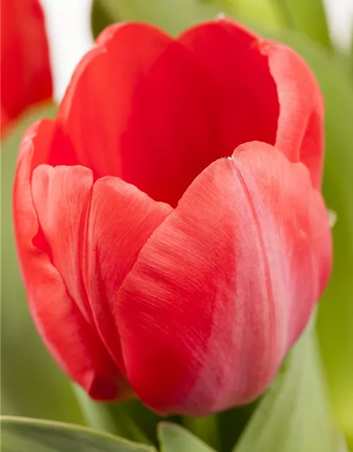 Tulpe 'Red Paradise'