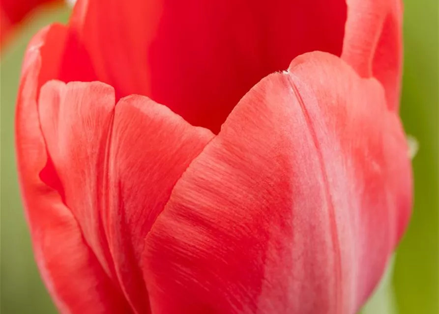 Tulpe 'Red Paradise'