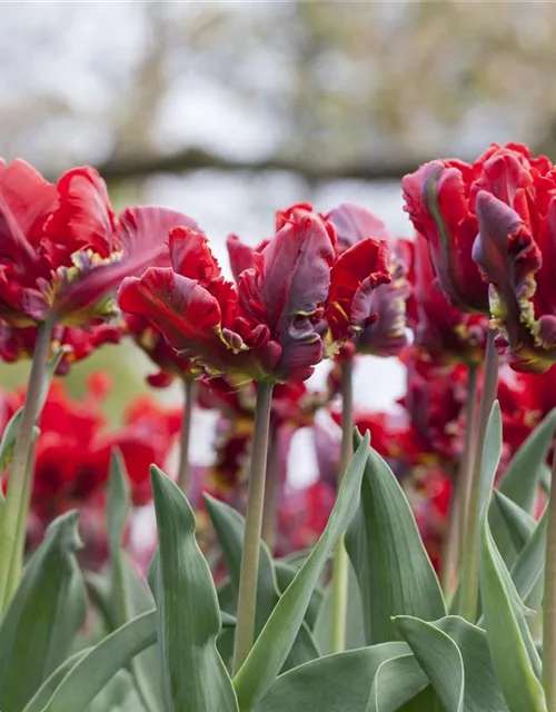 Papageientulpe 'Roccoco'