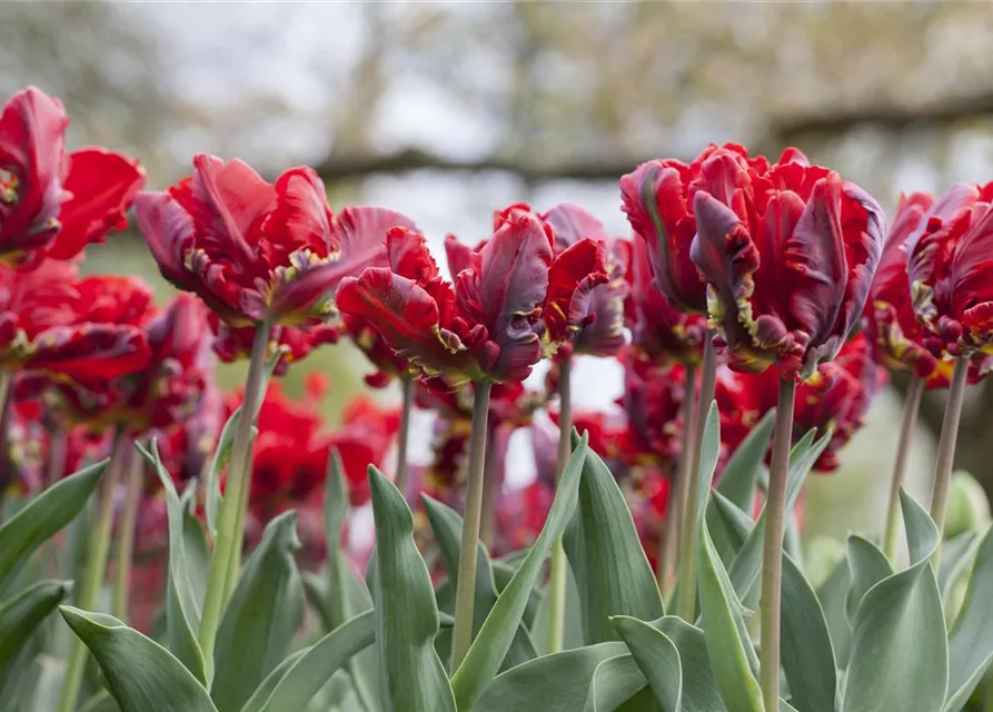 Papageientulpe 'Roccoco'