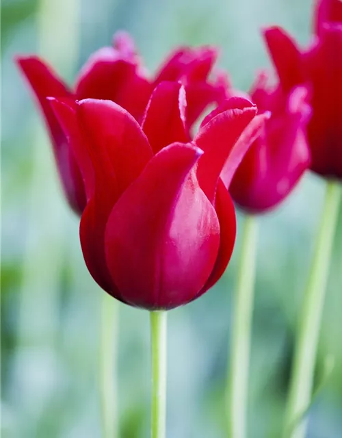 Tulpe 'Rotkäppchen'