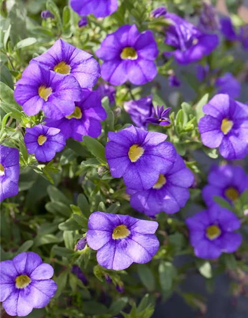 Zauberglöckchen 'Unique Lilac'