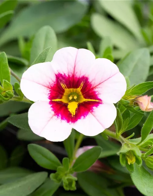 Zauberglöckchen 'Pink Red Eye'