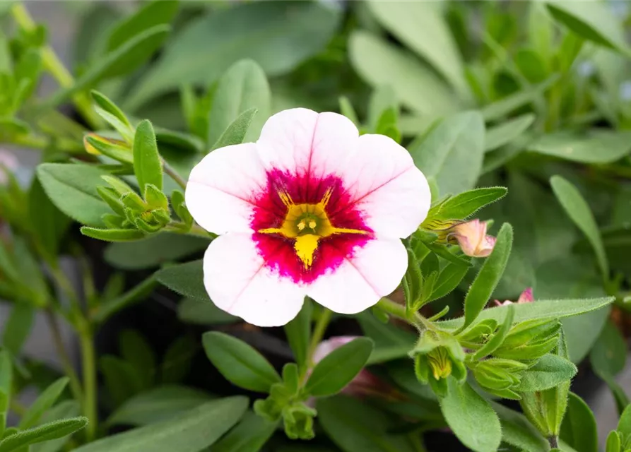 Zauberglöckchen 'Pink Red Eye'