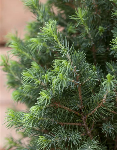 Picea glauca 'Conica Compact'