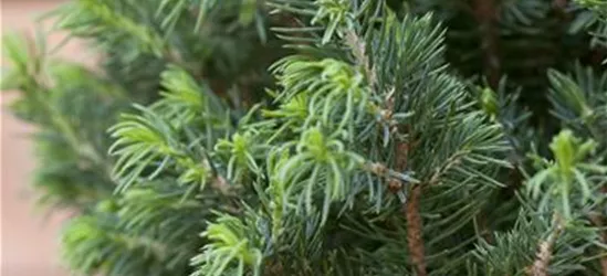 Picea glauca 'Conica Compact'